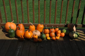 pumpkins-in-pennsylvania1